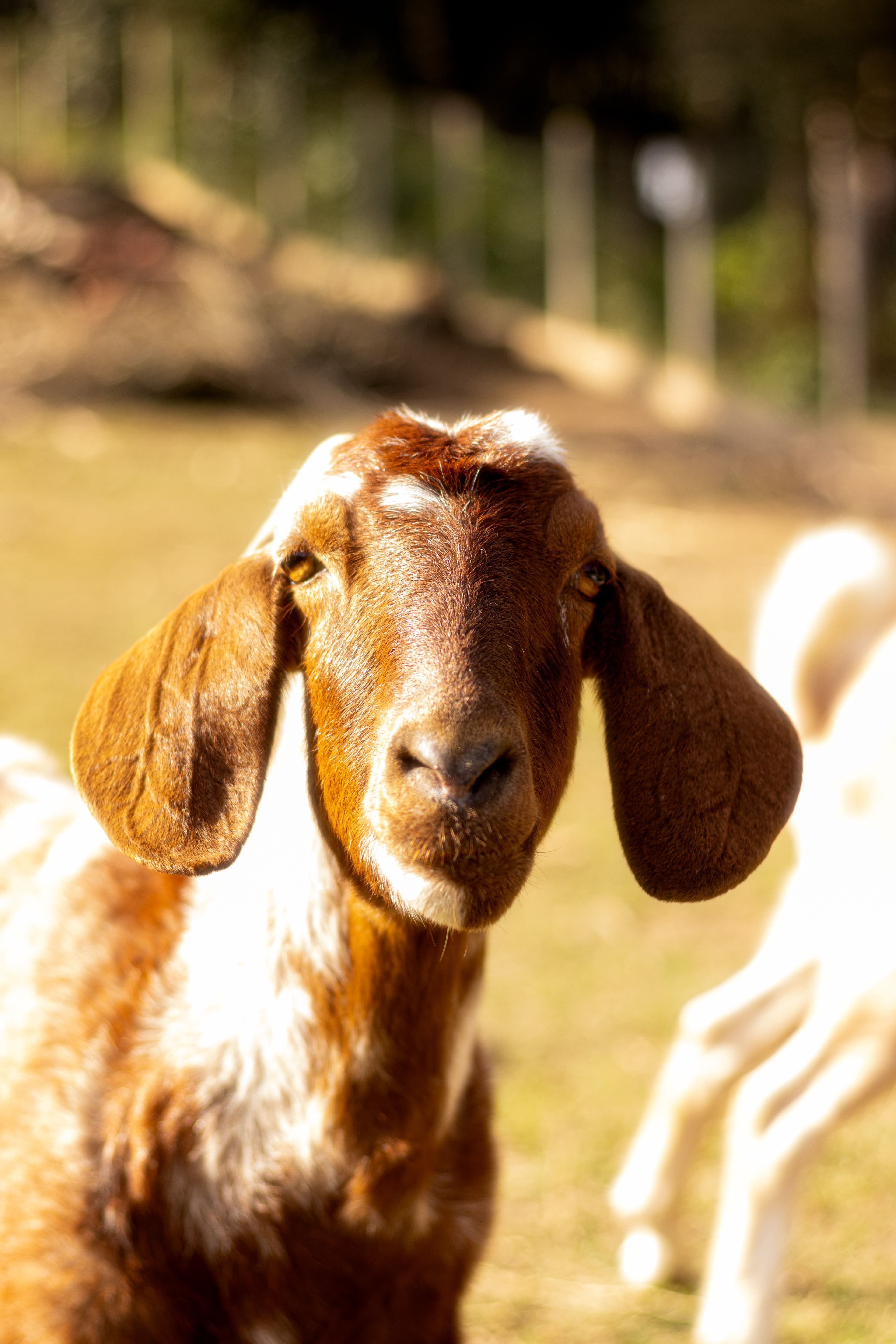 Animal Welfare