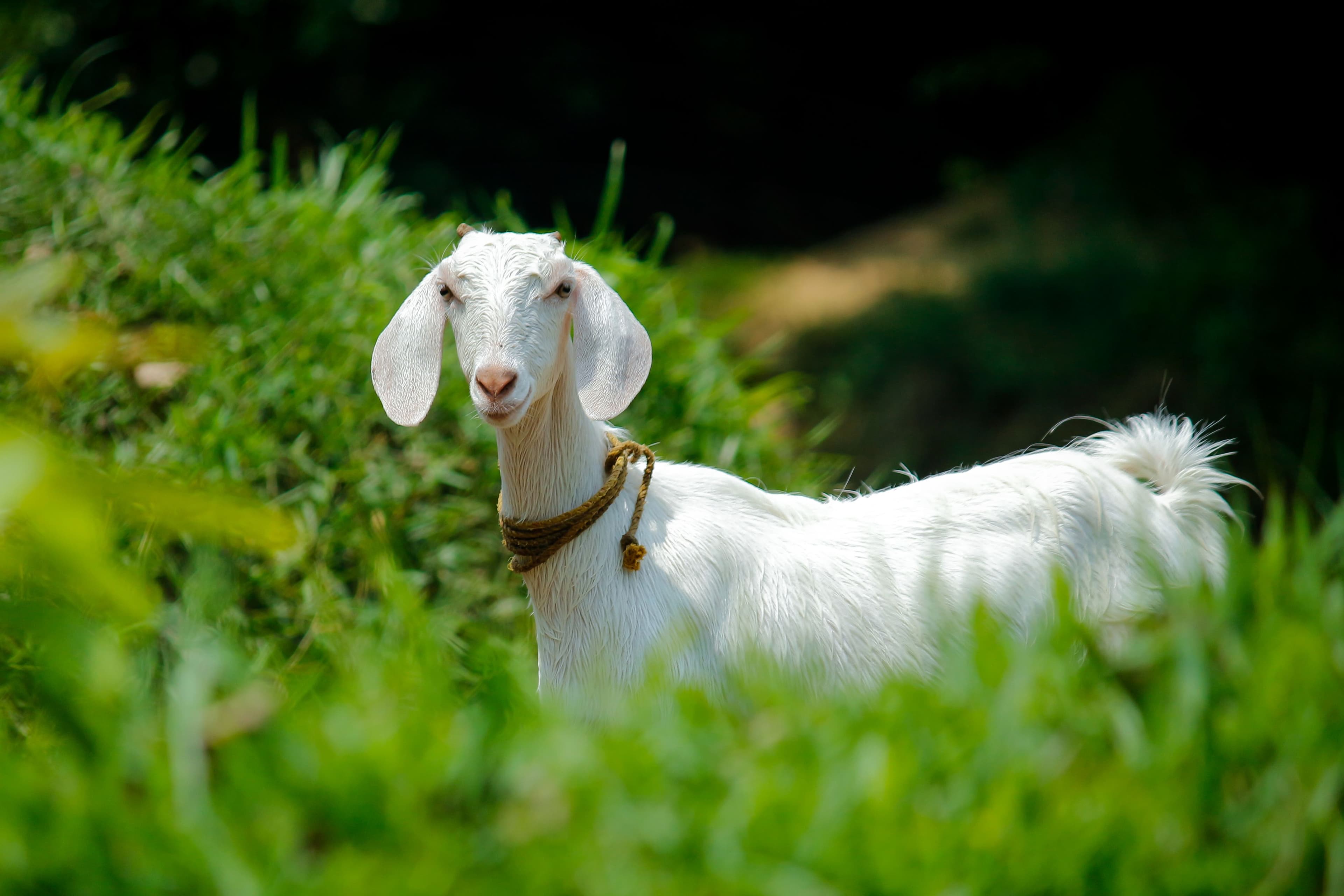 Goat on a lush green farm