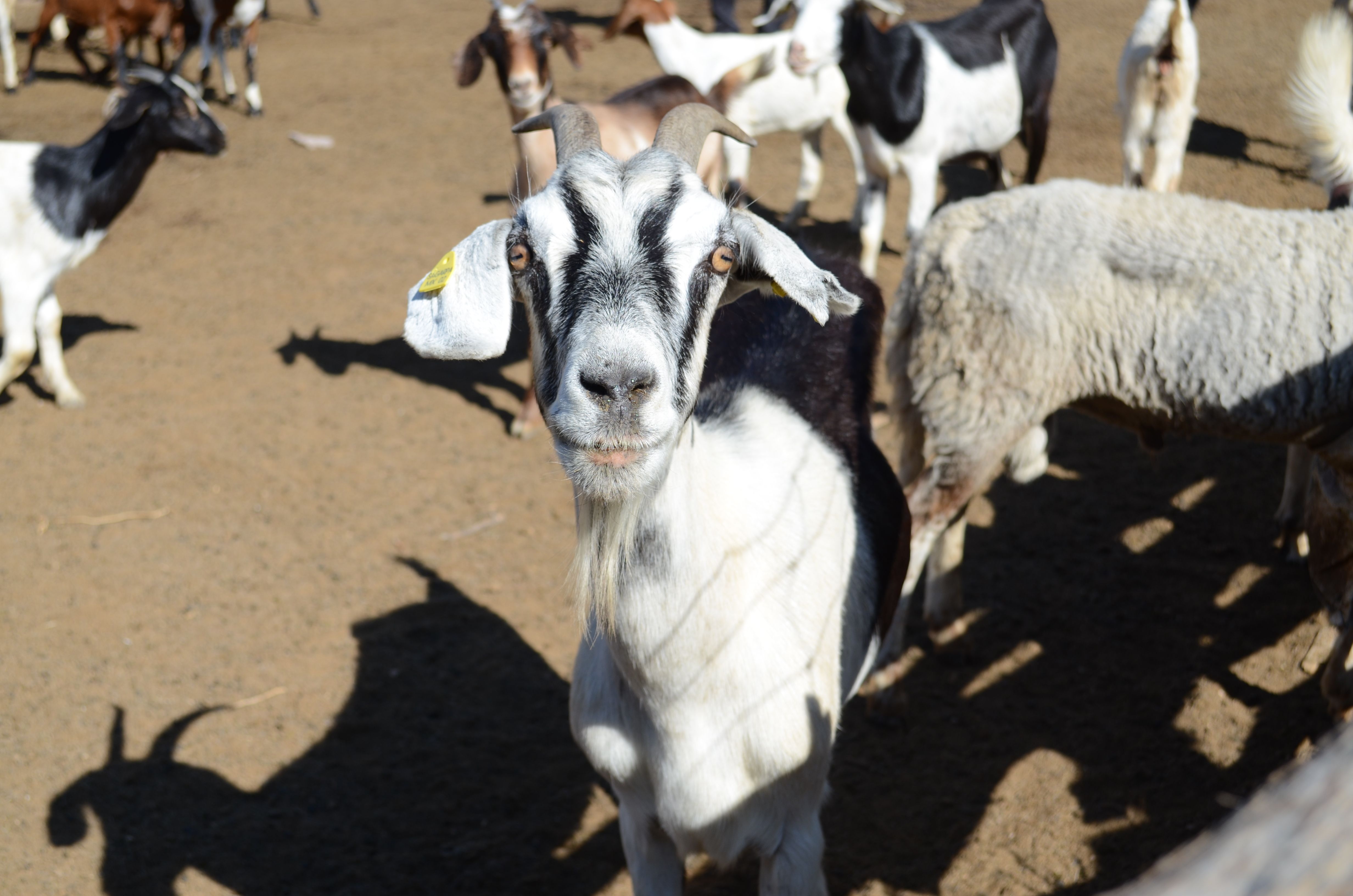 Goat in field