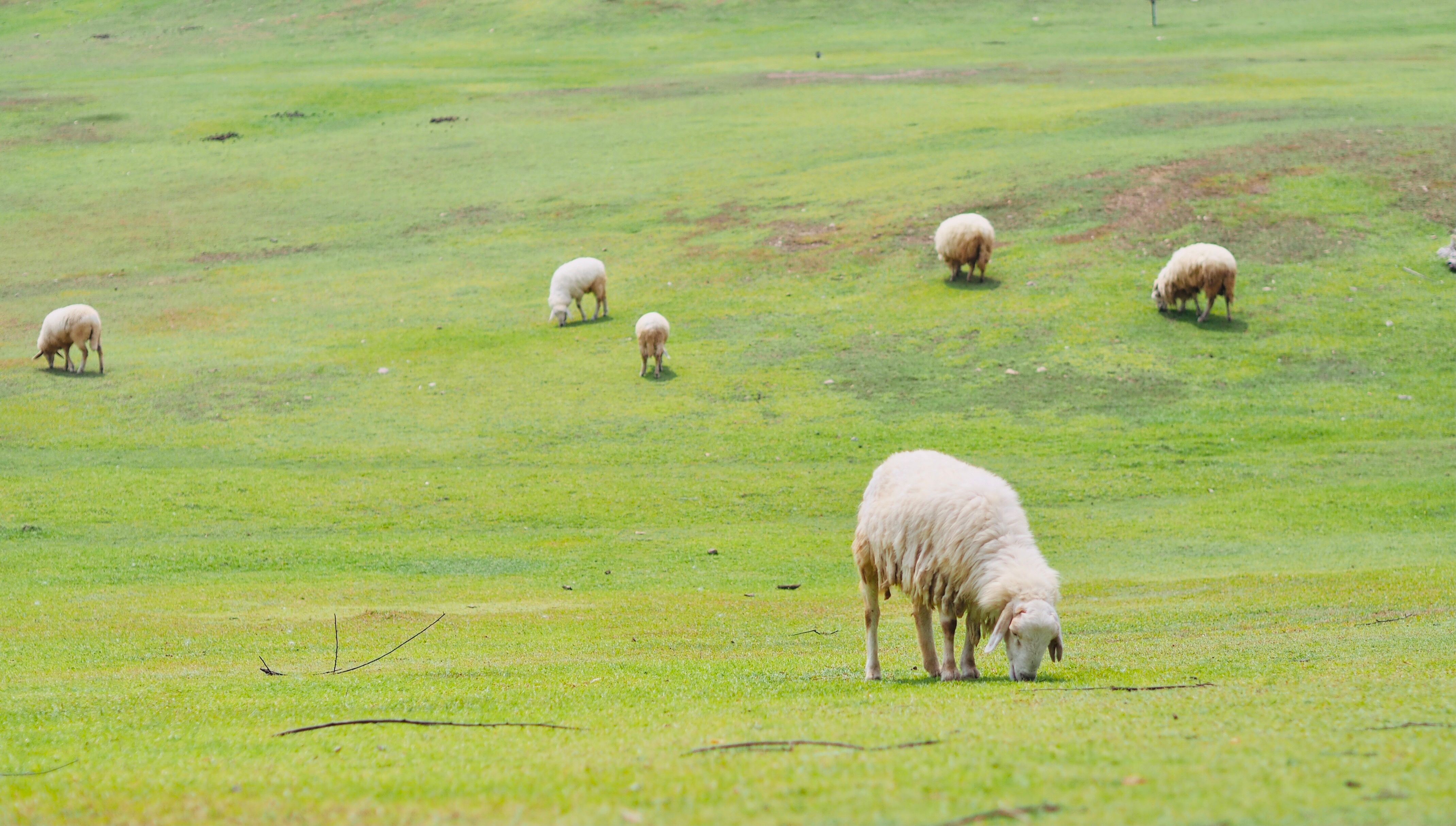 Farm landscape