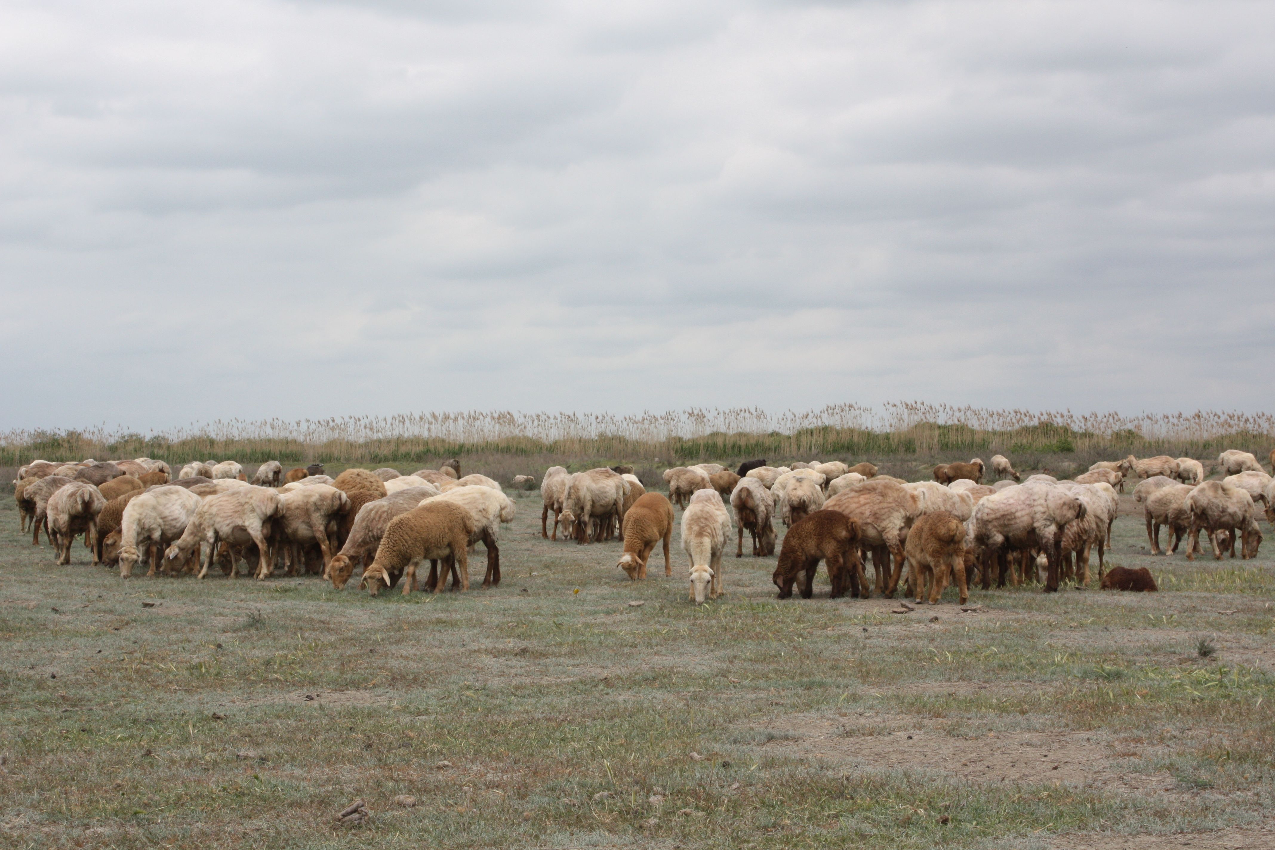 Sheep flock